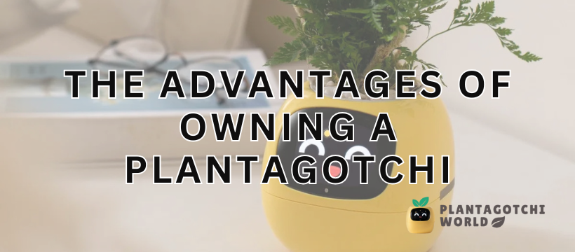 The Advantages of Owning a Plantagotchi