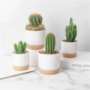 Ceramic Self-Watering Pots