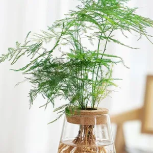 Transparent Hydroponic Flower Pots