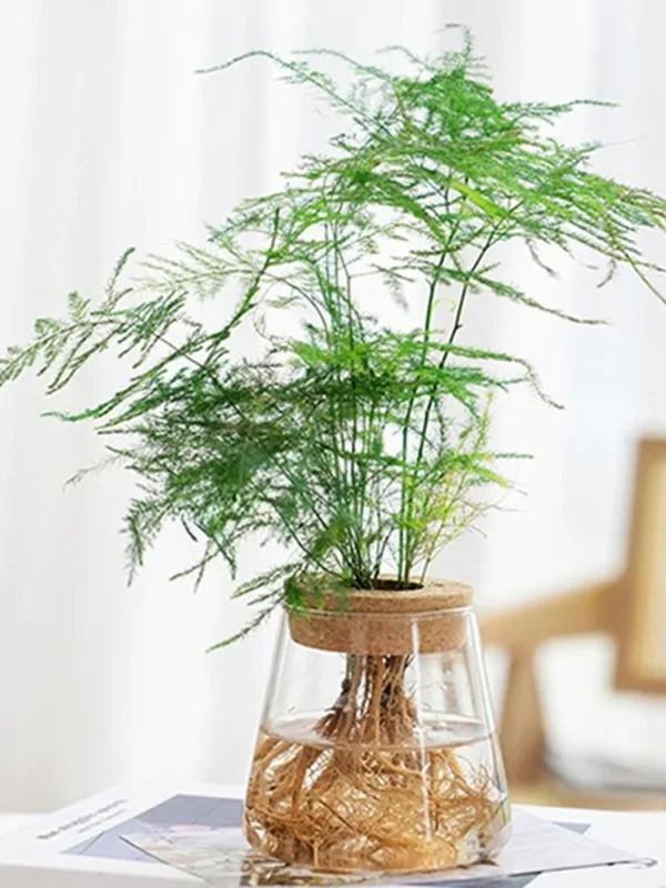 Transparent Hydroponic Flower Pots