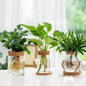 Transparent Hydroponic Flower Pots